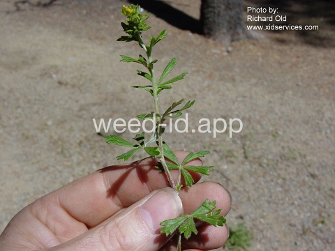 cinquefoil, silvery